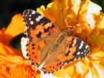 Butterfly presentation photo
