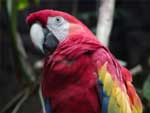 Red Macaw Parrot presentation photo