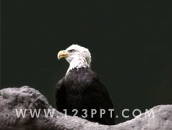 American Bald Eagle Photo Image