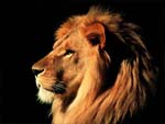 Lion presentation photo