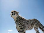 Cheetah Standing presentation photo
