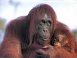 Orangutan Ape & Young presentation photo
