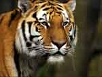 Tiger presentation photo