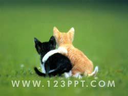 Kittens Playing Photo Image