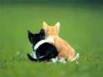 Kittens Playing presentation photo