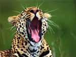 Leopard presentation photo