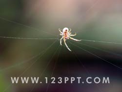 Spider Spinning Web Photo Image