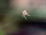 Spider Spinning Web presentation photo