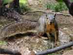 Grey Squirrel presentation photo