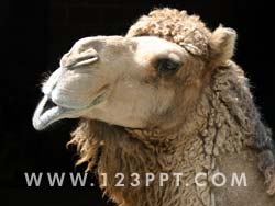 Camel Photo Image