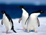 Penguins presentation photo