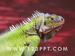 Iguana Reptile Lizard Photo Image