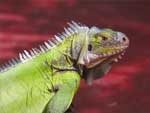 Iguana Reptile Lizard presentation photo