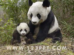 Giant Panda & Baby Panda Photo Image