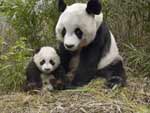 Giant Panda & Baby Panda presentation photo