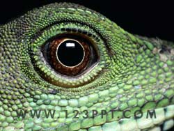 Reptile Photo Image