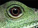 Reptile presentation photo