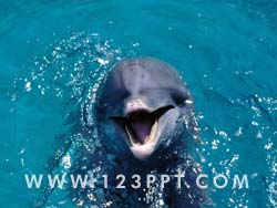 Dolphin Photo Image