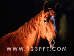 Horse Photo Image