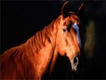 Horse presentation photo