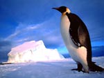 Penguin on Ice presentation photo