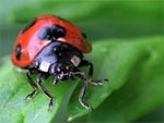 Ladybug presentation photo