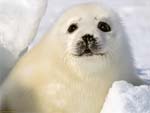 Baby Seal presentation photo