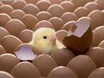 Chick Hatching presentation photo