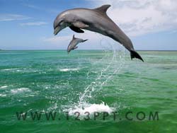 Dolphins Photo Image