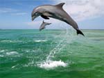 Dolphins presentation photo