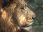 Male Lion presentation photo