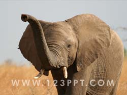 African Elephant Photo Image