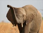 African Elephant presentation photo