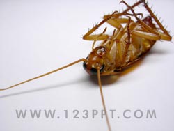 Roach Photo Image