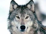 Wolf presentation photo