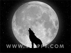 Wolf Howling Photo Image