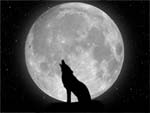 Wolf Howling presentation photo