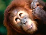 Orangutan presentation photo