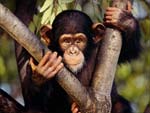 Chimpanzee presentation photo