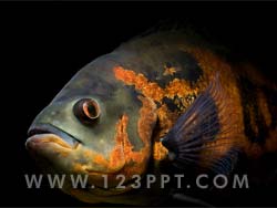 Fish Photo Image