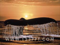 Humpback Whale Photo Image
