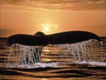 Humpback Whale presentation photo