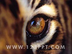 Eye Of The Tiger Photo Image