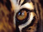 Eye Of The Tiger presentation photo