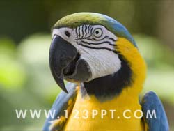 Parrot Photo Image