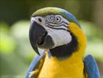 Parrot presentation photo