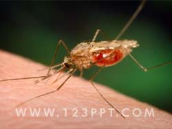 Mosquito Photo Image
