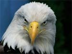 Bald Eagle presentation photo