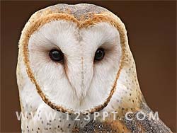 Owl Photo Image