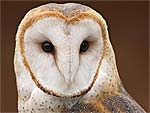 Owl presentation photo
